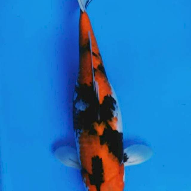 Showa jumbo 40cm
