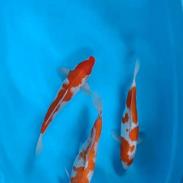 Mix 33-35-35cm