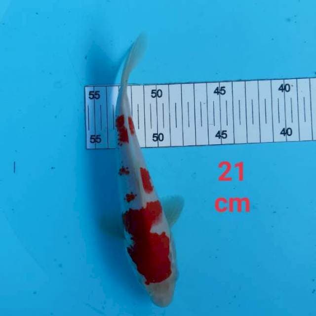~ KOHAKU 21cm ~