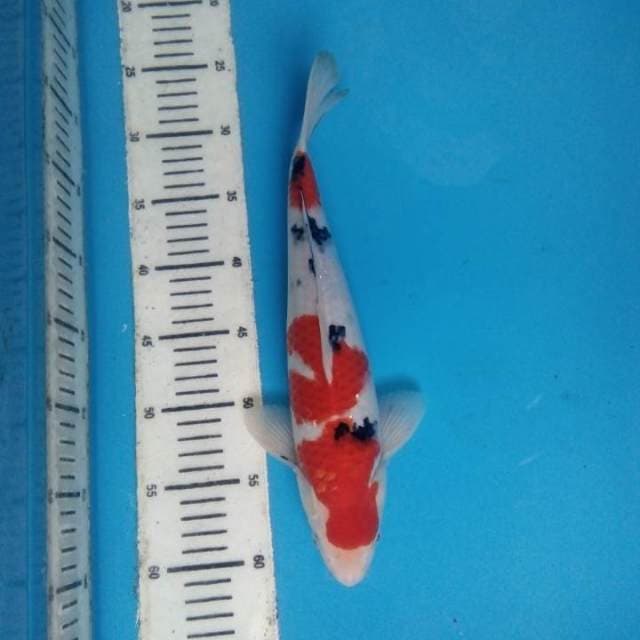 Sanke 33 cm