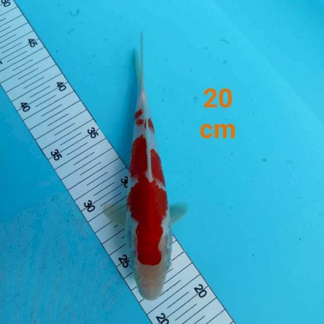~ KOHAKU 20cm ~
