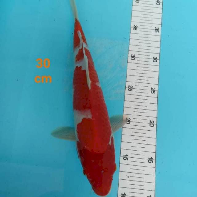 ~ KOHAKU 35cm ~
