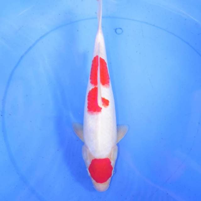 32cm KOHAKU PURNAMA