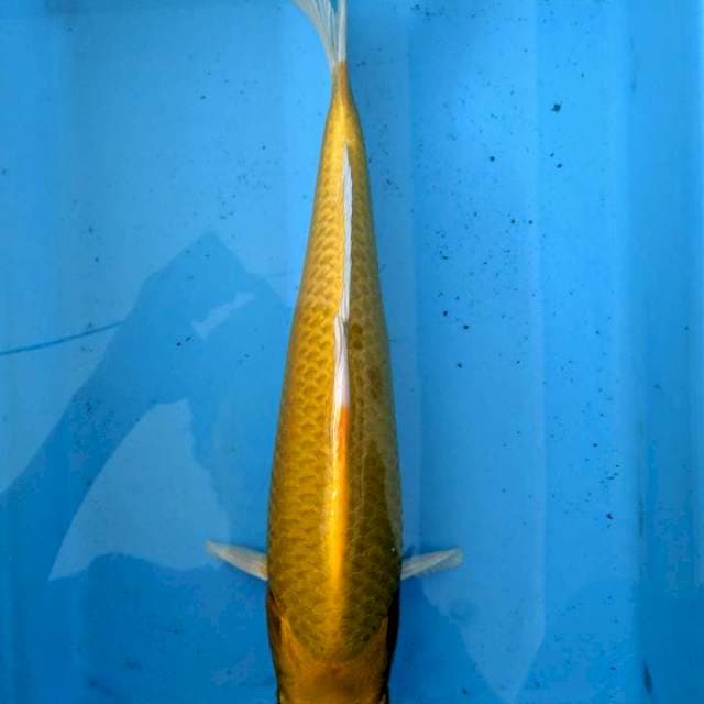 ogon 40cm