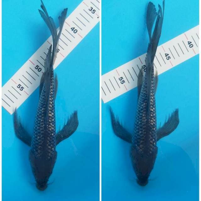 Soragoi slayer ginrin 33cm