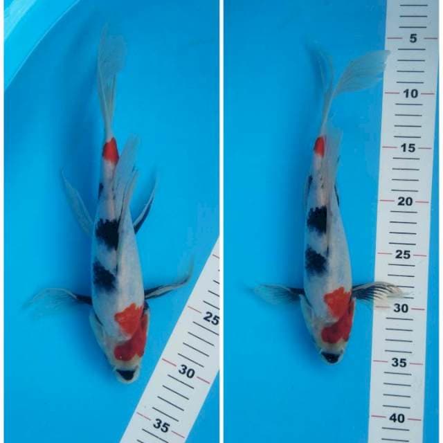 Showa slayer 29cm