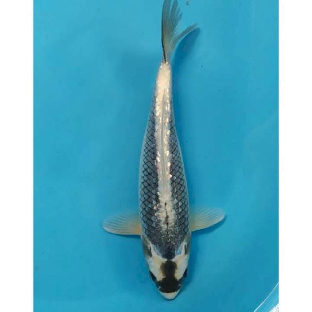 kabuto ginrin 29 cm
