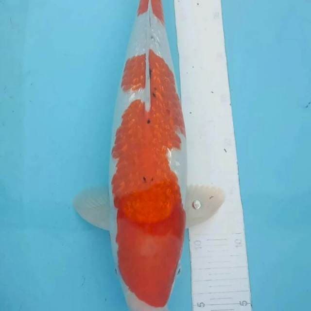 Kohaku ginrin juos