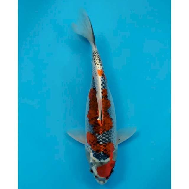 goshiki 31 cm