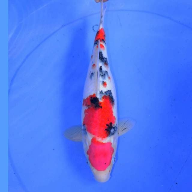 31cm HQ KOHAKU