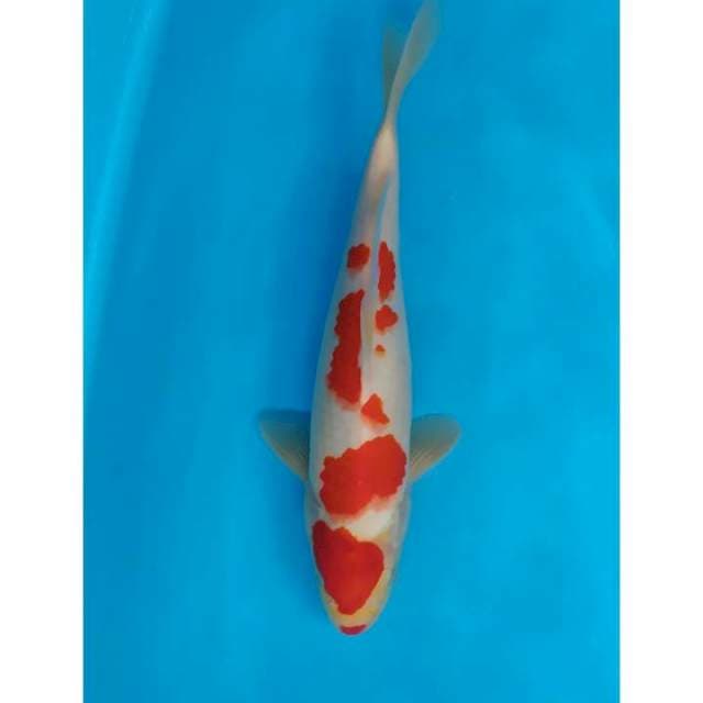 kohaku red male 33 cm
