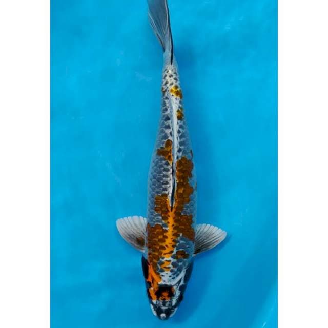 kogane ochiba male 40 cm