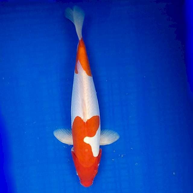 Kohaku doitsu