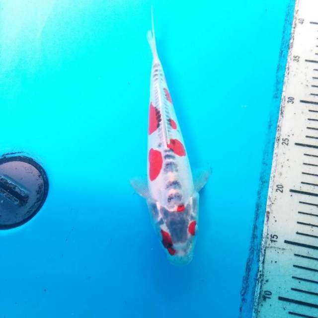 Kawari mono 25 cm