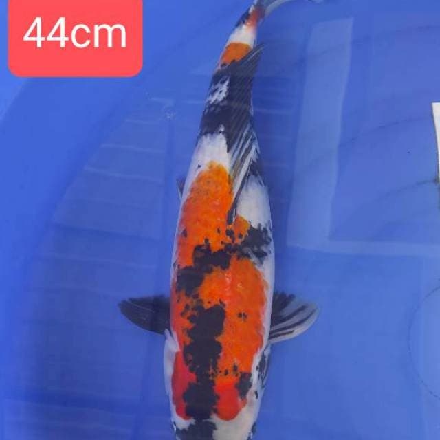 Showa 44cm