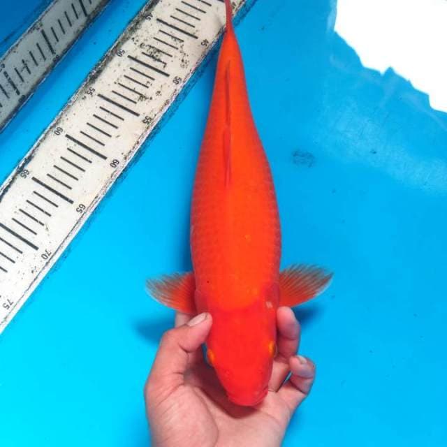 SUPER BIG - BENIGOI 38 CM