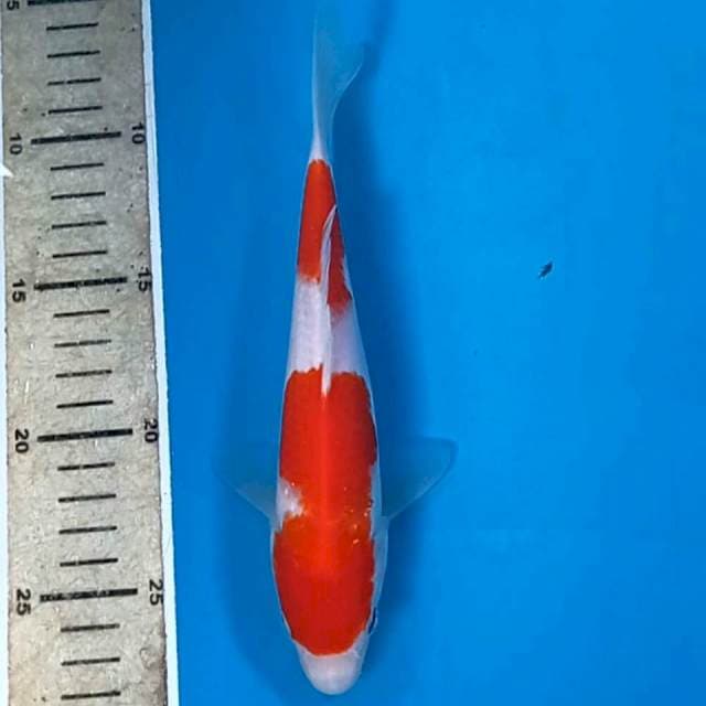 Kohaku, 20 cm