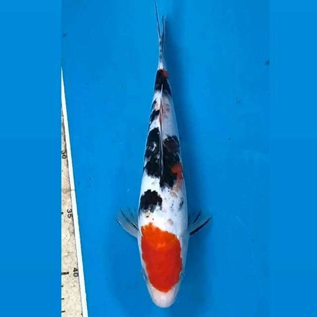 Sanke, 24 cm