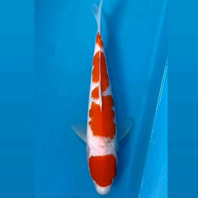 Kohaku, 24 cm