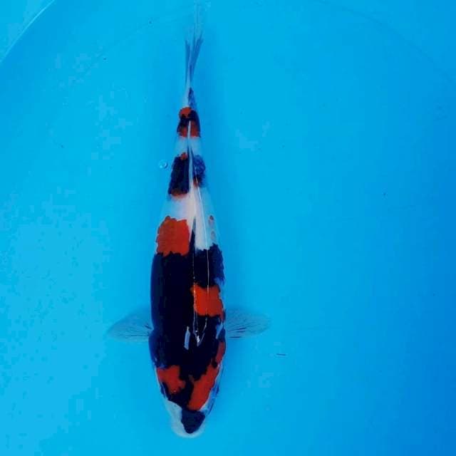 SHOWA 32CM
