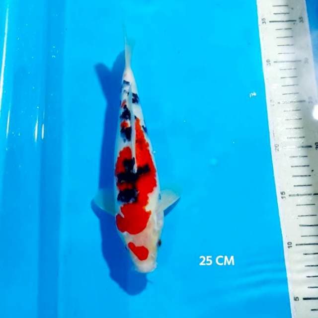 SANKE 25 CM
