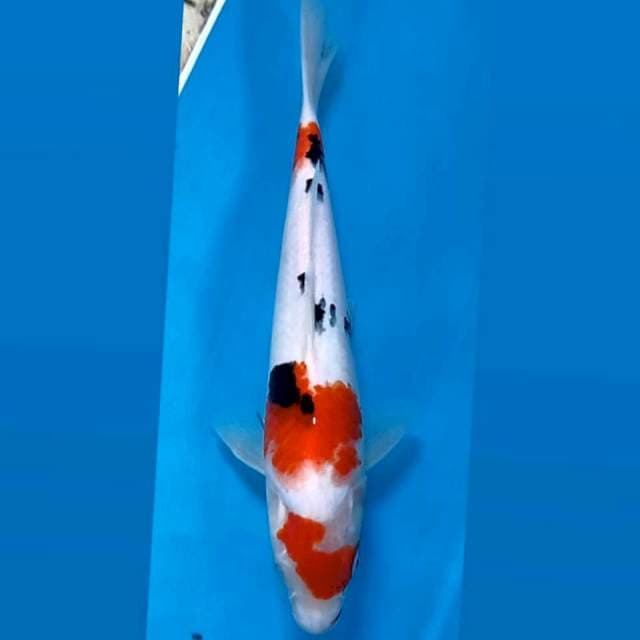 Sanke, 27 cm