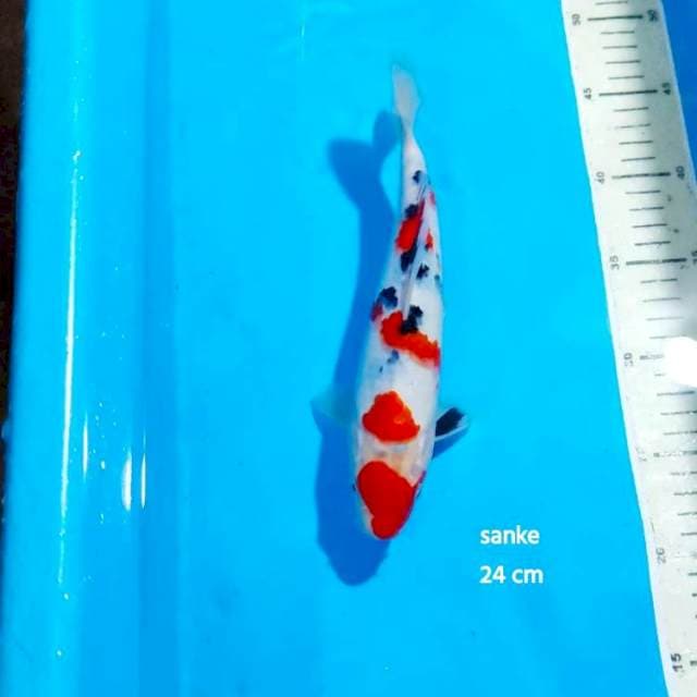 SANKE 24 CM