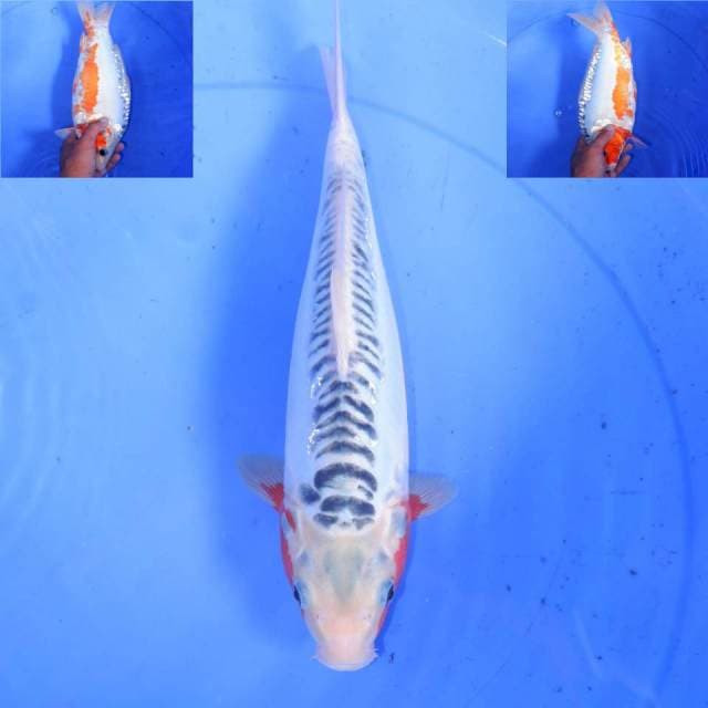HANA SHUSUI 31cm