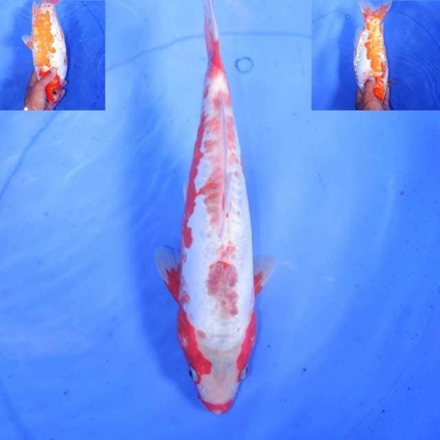 HANA SHUSUI 31cm