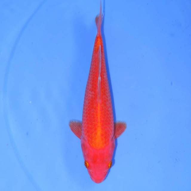 SHISURU BENIGOI
