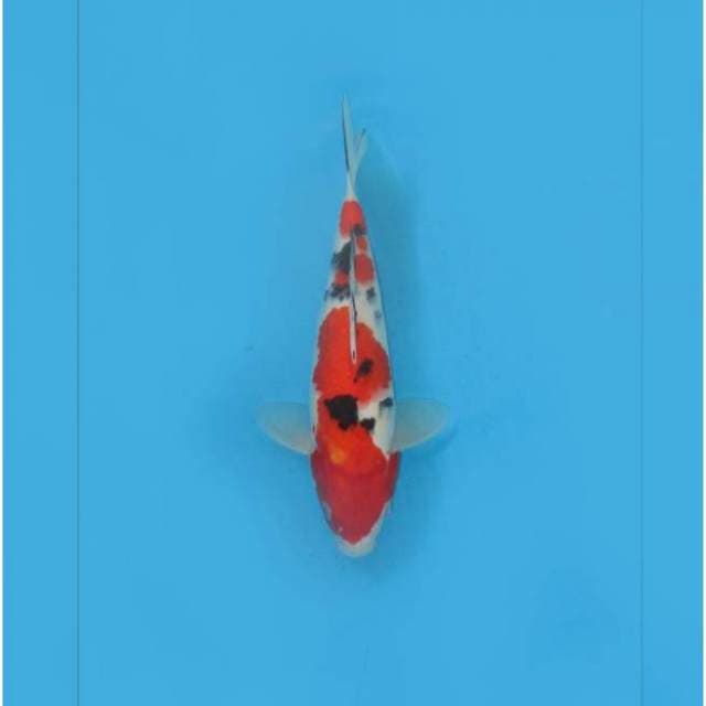 RED TAISO SANKE - TOSAI
