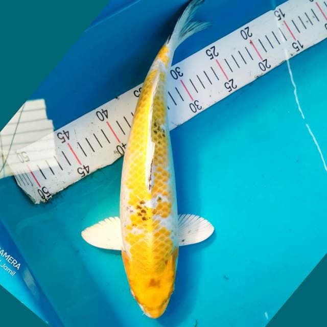 Kin showa 35cm