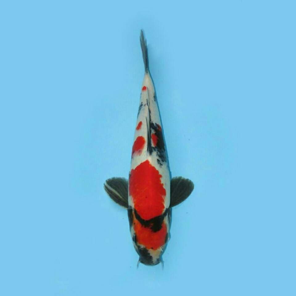 SHOWA SANSHOKU 29CM