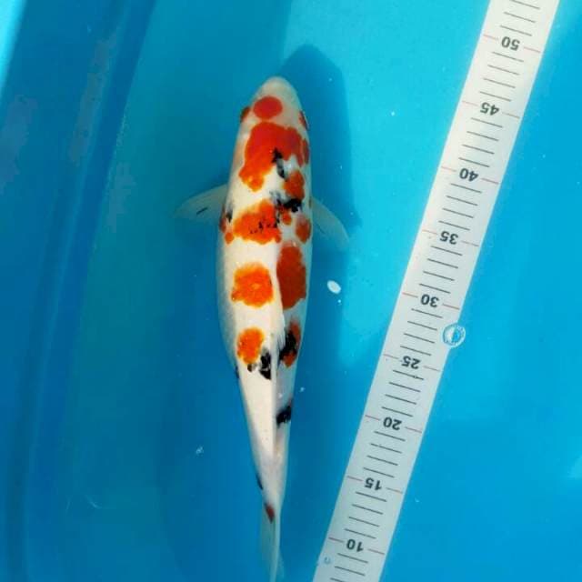 SANKE 38 CM