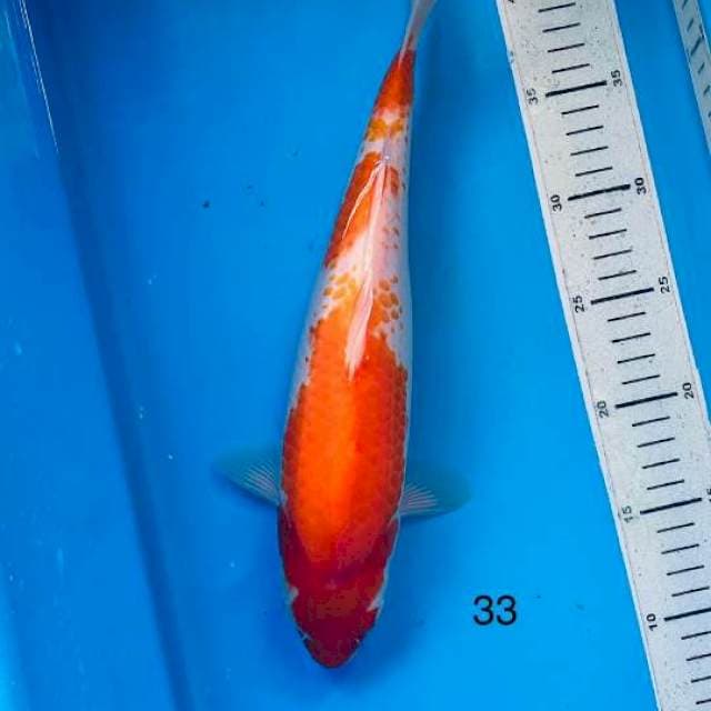 Kohaku 33cm