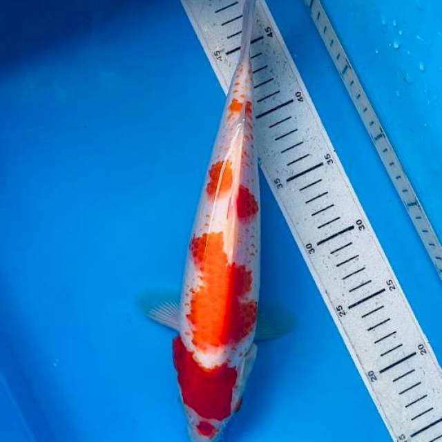 Kanoko antik 30cm