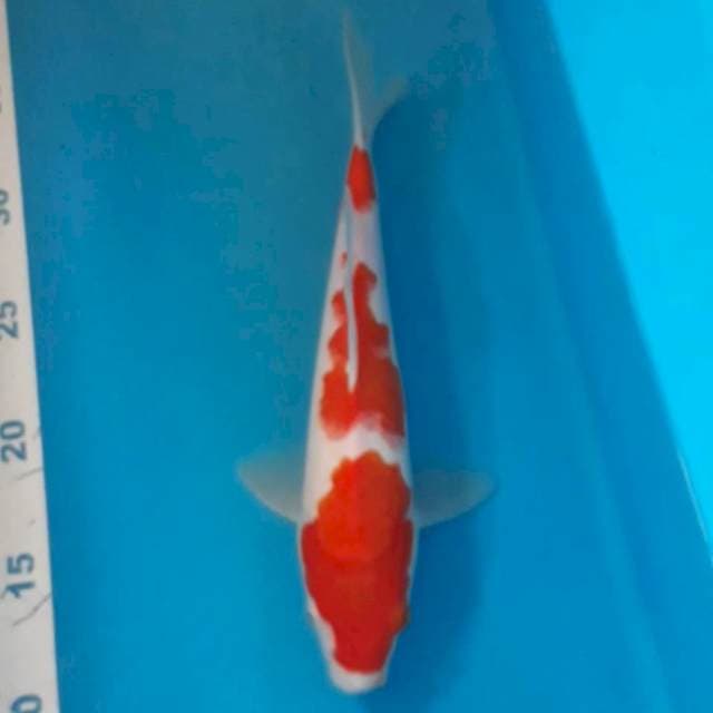 Kohaku