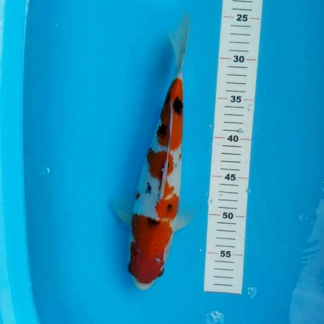 SANKE 34 CM