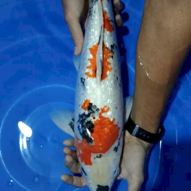 showa jumbo