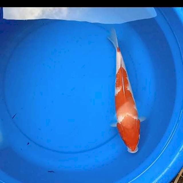 Kohaku F1 original