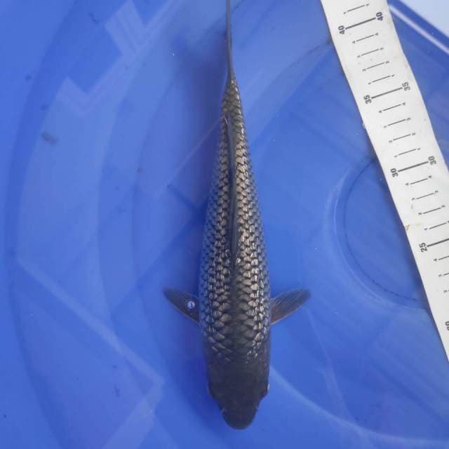 Black Soragoi Berpunuk
