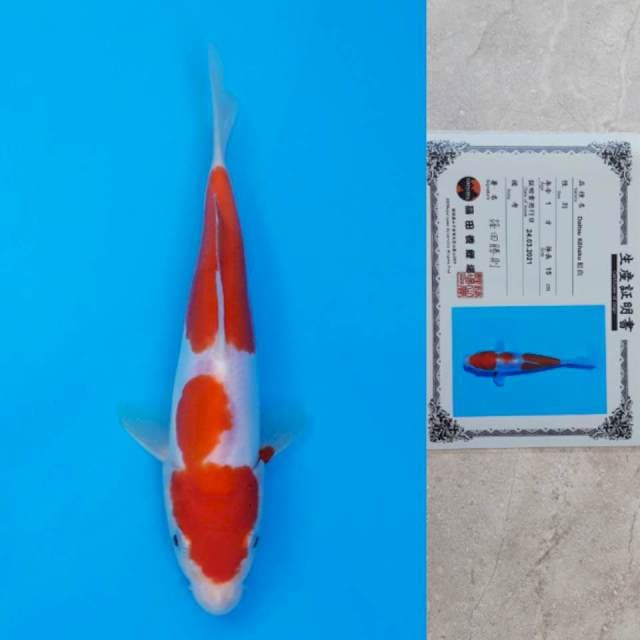 Shinoda Doitsu Kohaku Certi