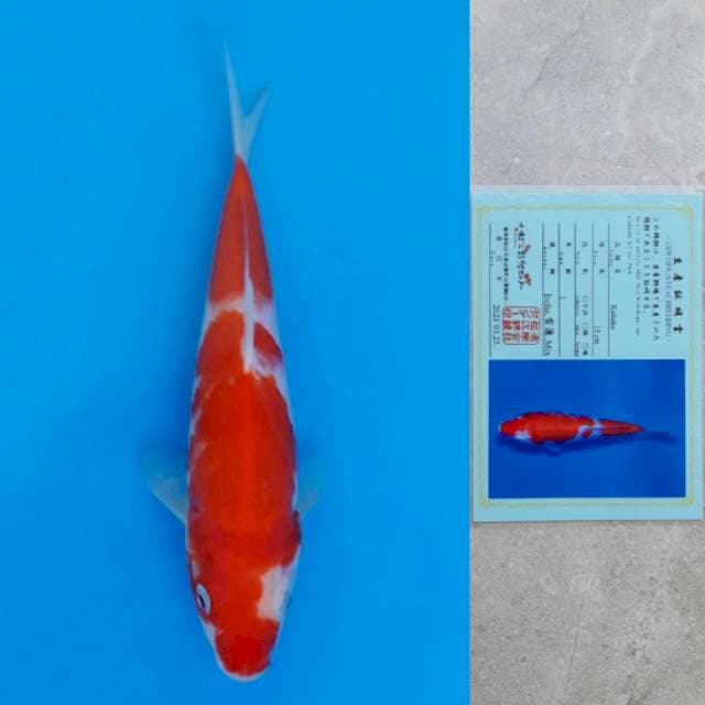 Matsue Kohaku Certi