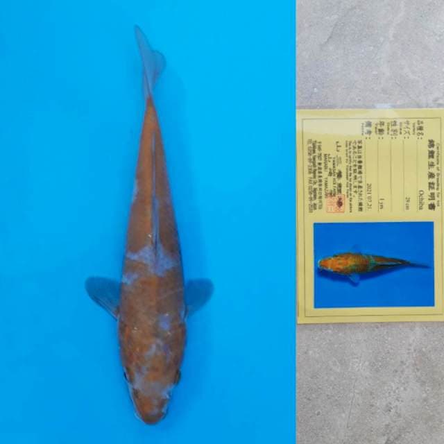 Yamasan Ochiba Certi