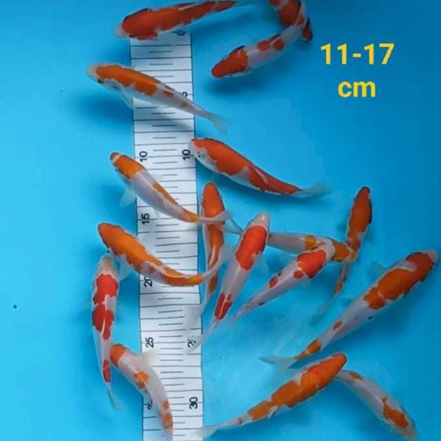 ~ KOHAKU 11-17cm ~