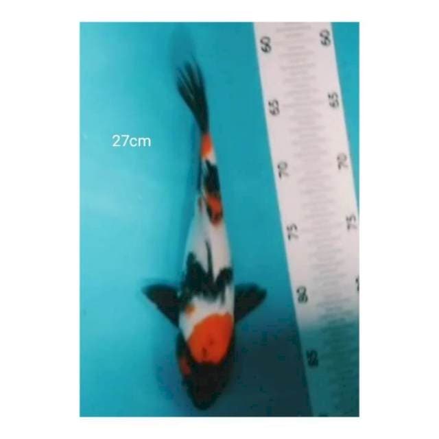 Showa 27cm