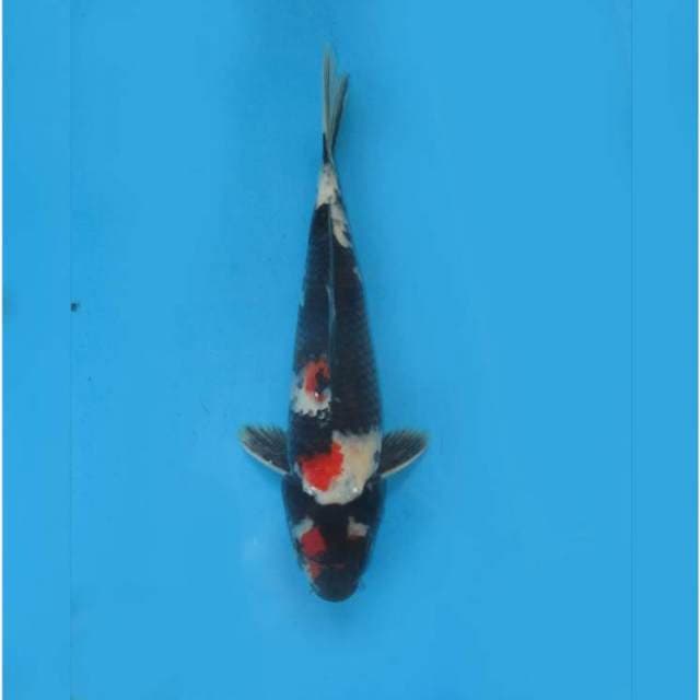 JET BLACK - F1 SHOWA - TOSAI