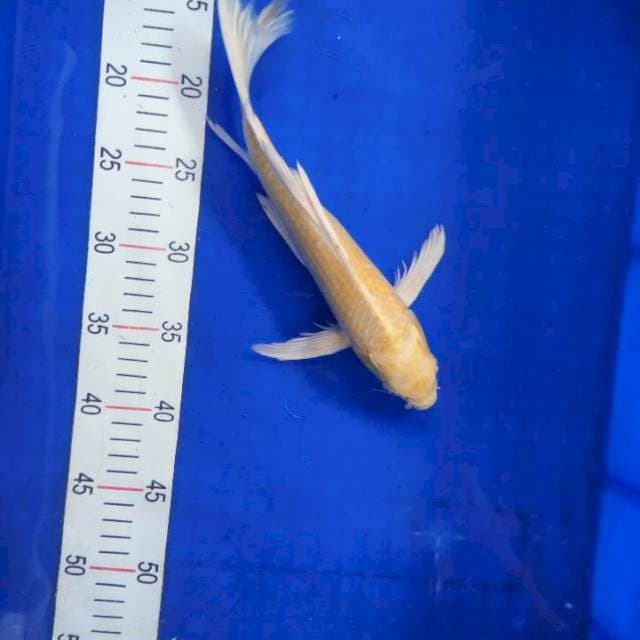 Sleyer ogon 29 cm
