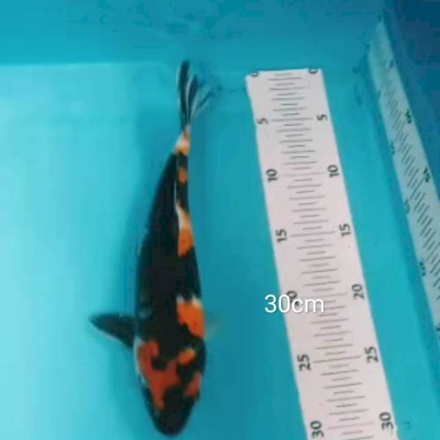 Showa 30cm