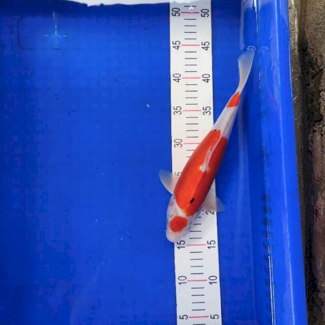 Tancho kohaku Doit 30 cm
